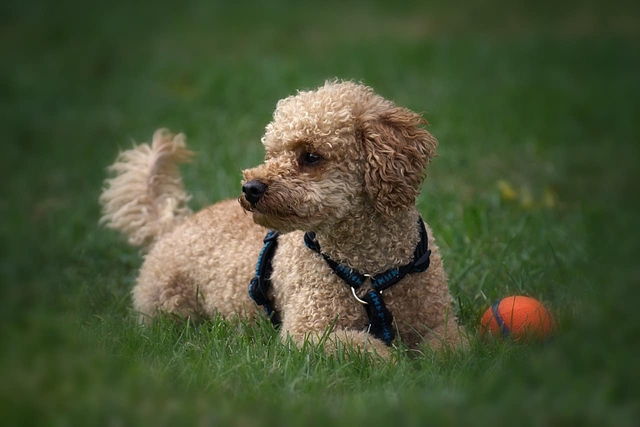7 Photos Toy Poodle Mix With Pitbull And Review - Alqu Blog