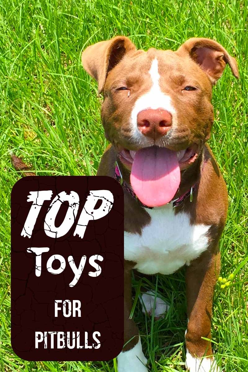 8 Images Dog Toys For Pit Bulls And View Alqu Blog