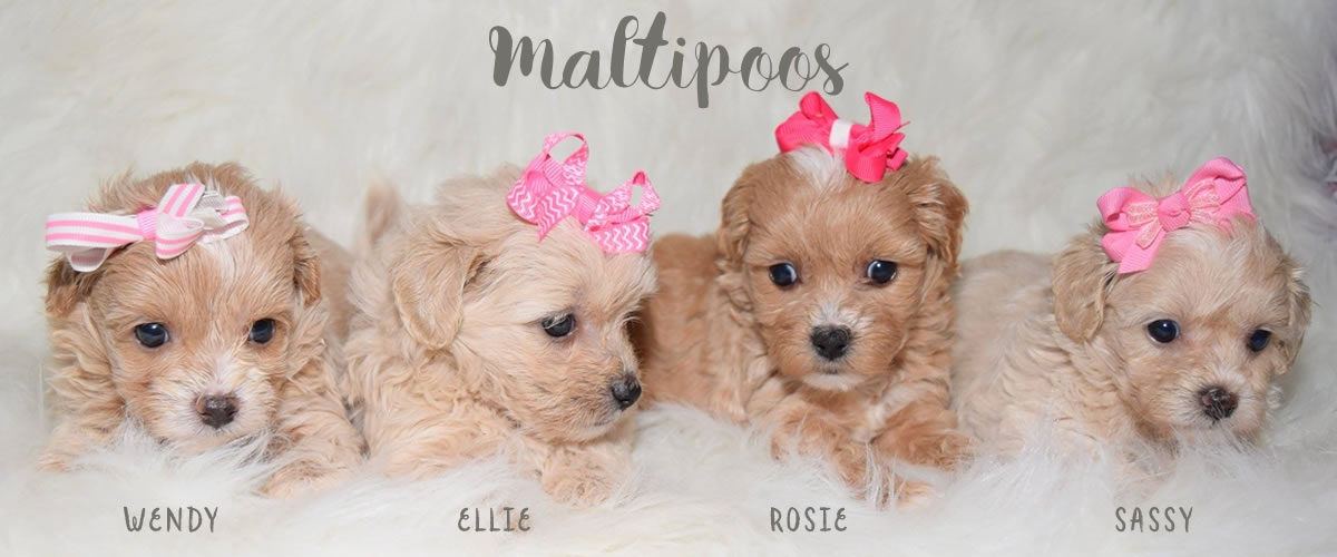 8 Images Yorkie Maltese Toy Poodle Mix And View Alqu Blog