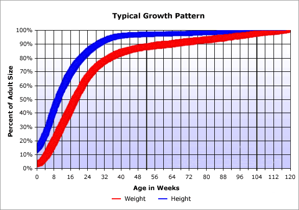 5 Pics Toy Poodle Growth Chart And View - Alqu Blog