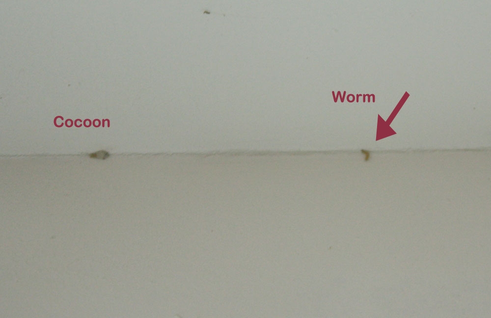 Moth Larvae In Kitchen at Ronald Schuler blog