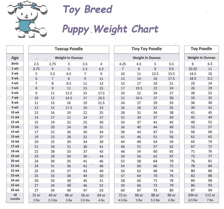 5 Pics Toy Poodle Growth Chart And View - Alqu Blog