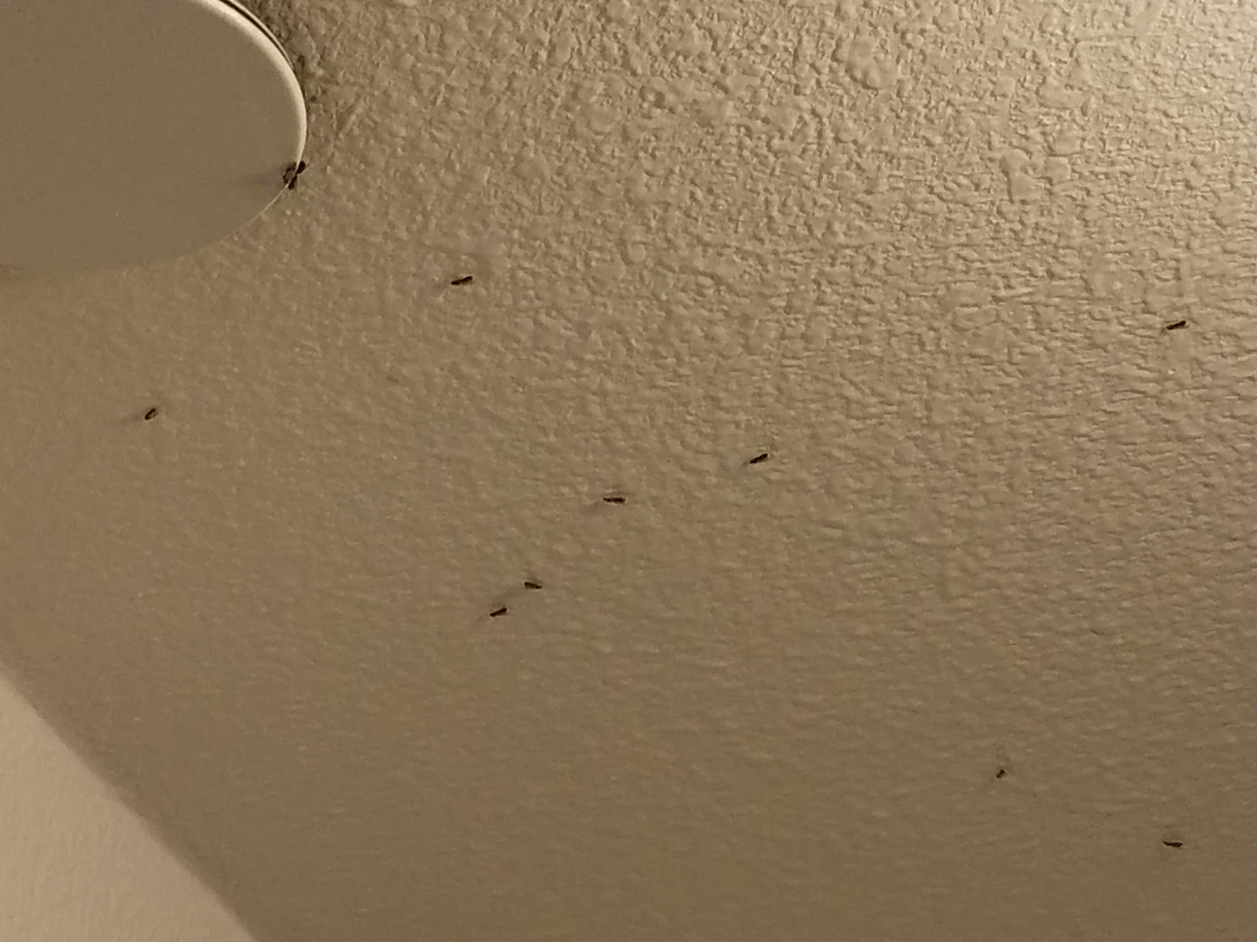 insects in living room