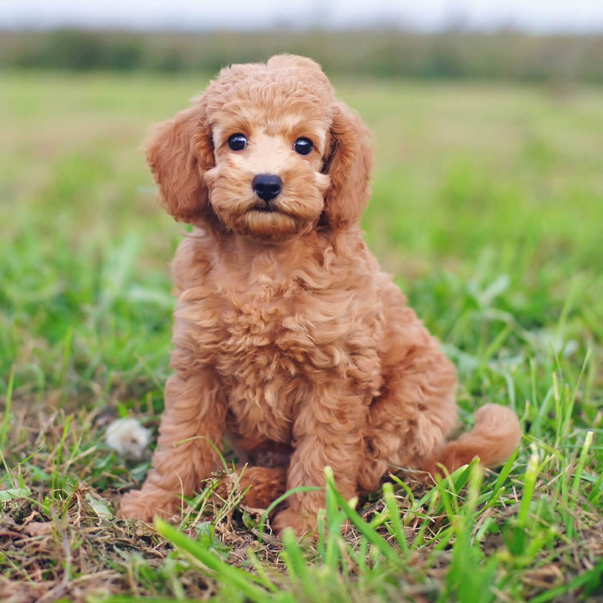 Teacup Poodle Dog Breed » Everything About Teacup Poodles 