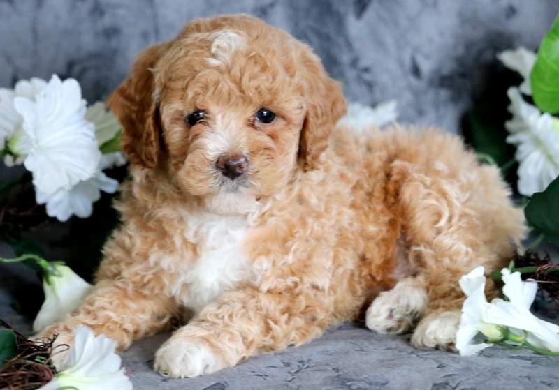 8 Images Cheap Toy Poodle Puppies And Review Alqu Blog