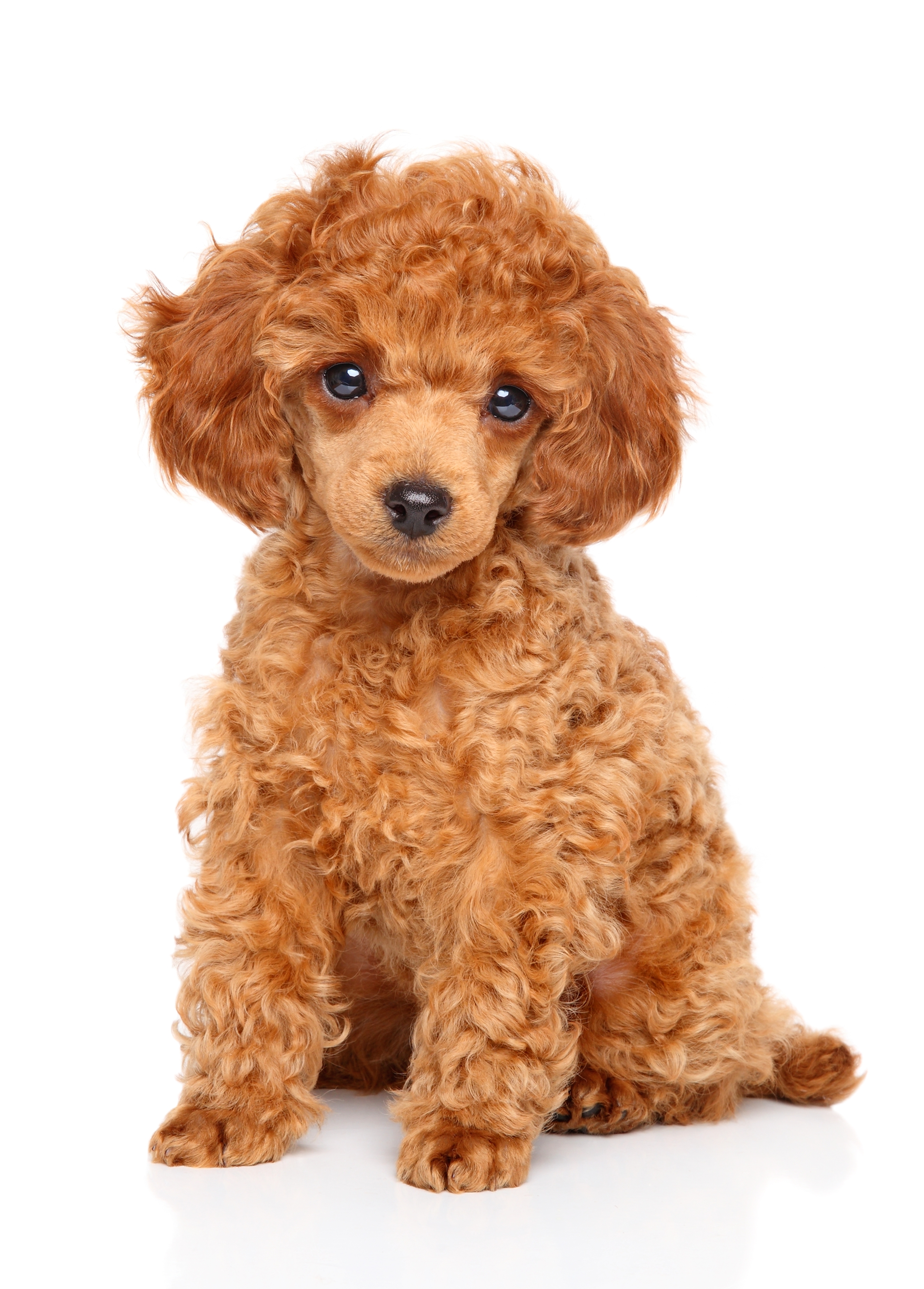 7 Pics Toy Poodle Puppies For Adoption And View Alqu Blog