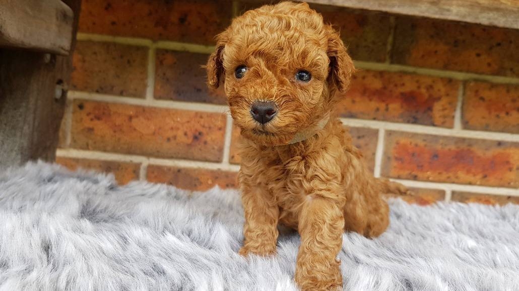 8 Photos Toy Poodle Cross Breeders Australia And