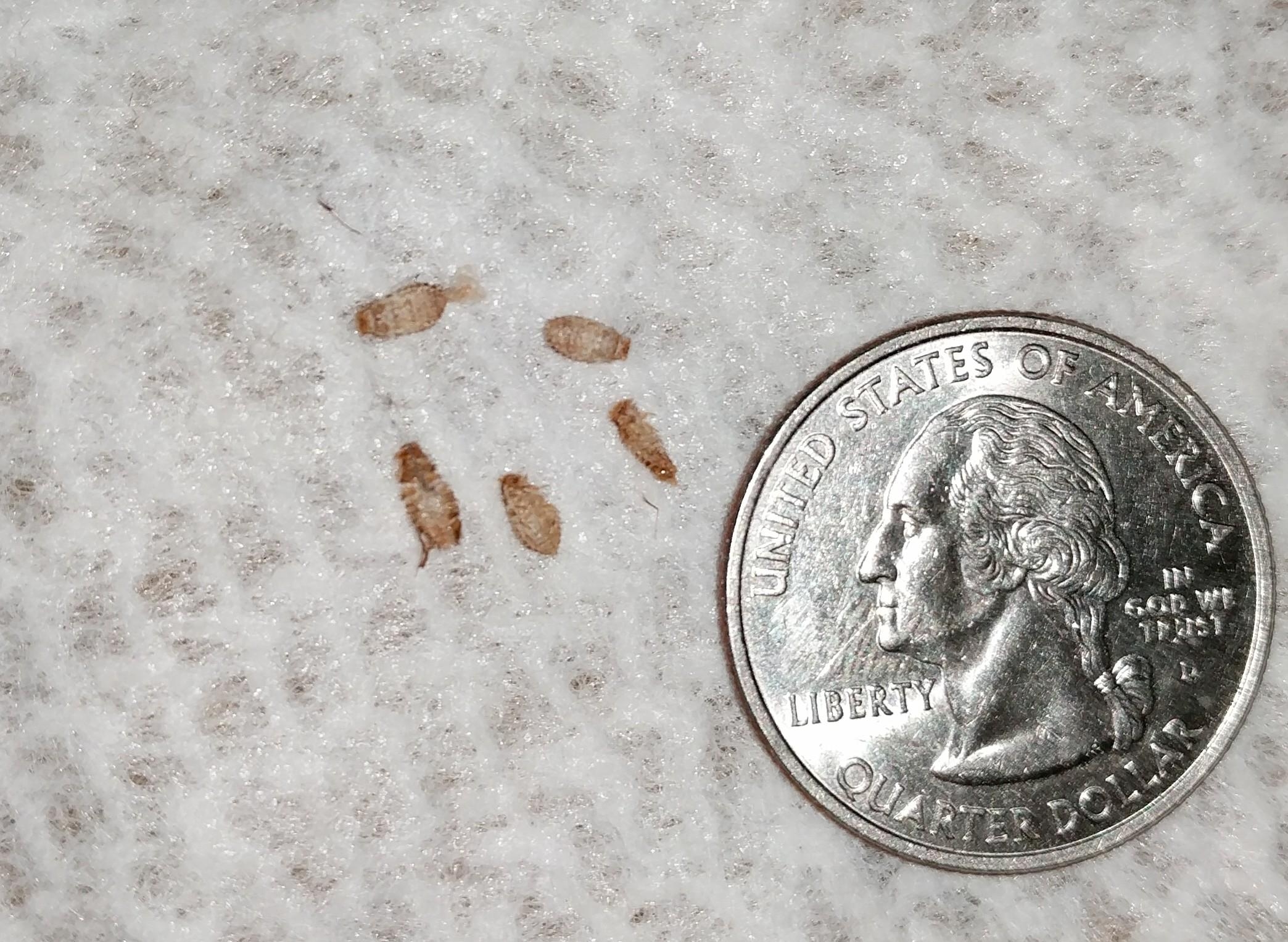 8 Images Carpet Beetle Casings Vs Bed Bug And View Alqu Blog