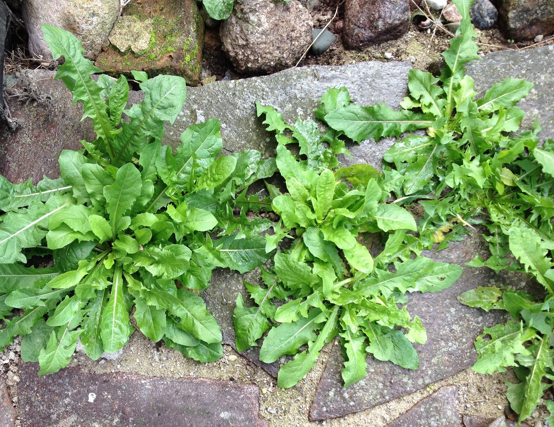 Common Weeds In Eastern Oregon