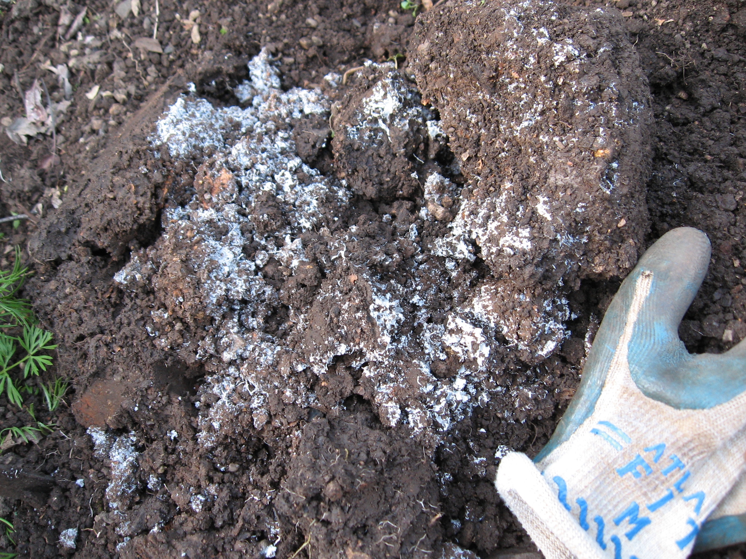 8 Images How To Get Rid Of Mold In Garden Soil And View