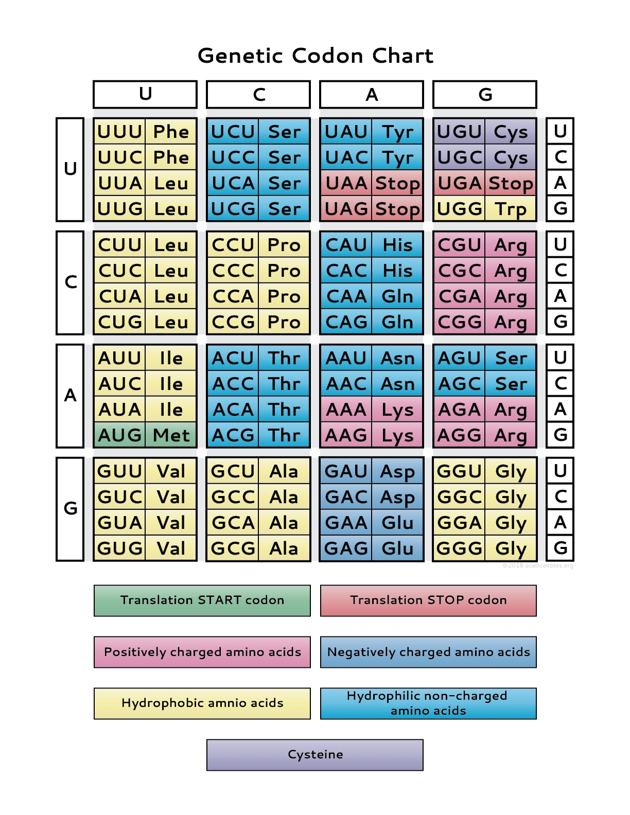 Amino Acid And Codon Chart 3119