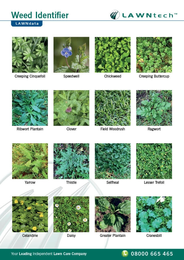 8 Pics Identifying Common Garden Weeds Uk And View - Alqu Blog