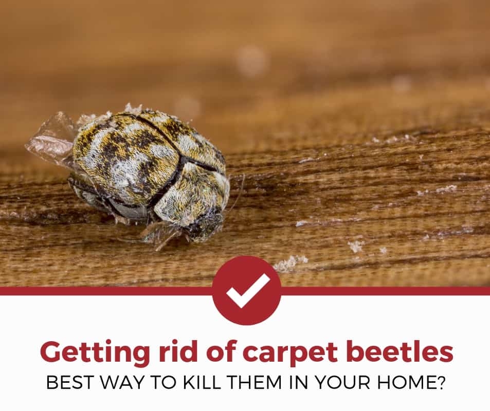 Bug Bomb For Carpet Beetles