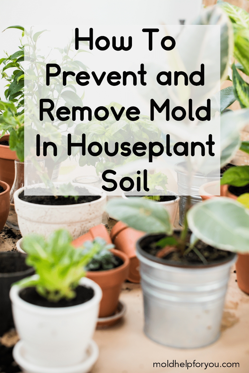 8 Images How To Get Rid Of Mold In Garden Soil And View - Alqu Blog How Can I Get Rid Of Dirt