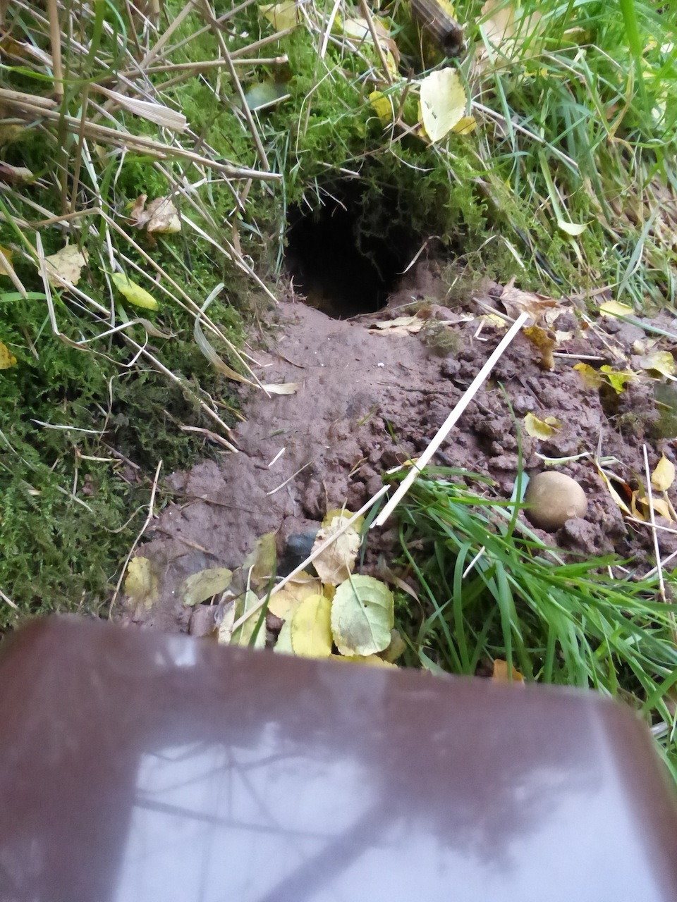 Do Rats Dig Holes In Plant Pots at Kathleen Souza blog