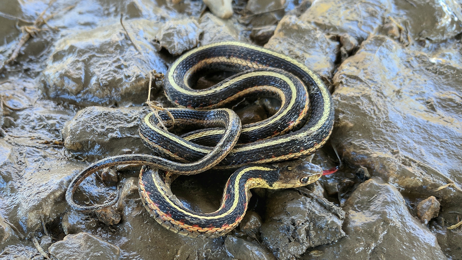 The Harmless Garter Snake Is Your Gardens Best Friend HowStuffWorks 